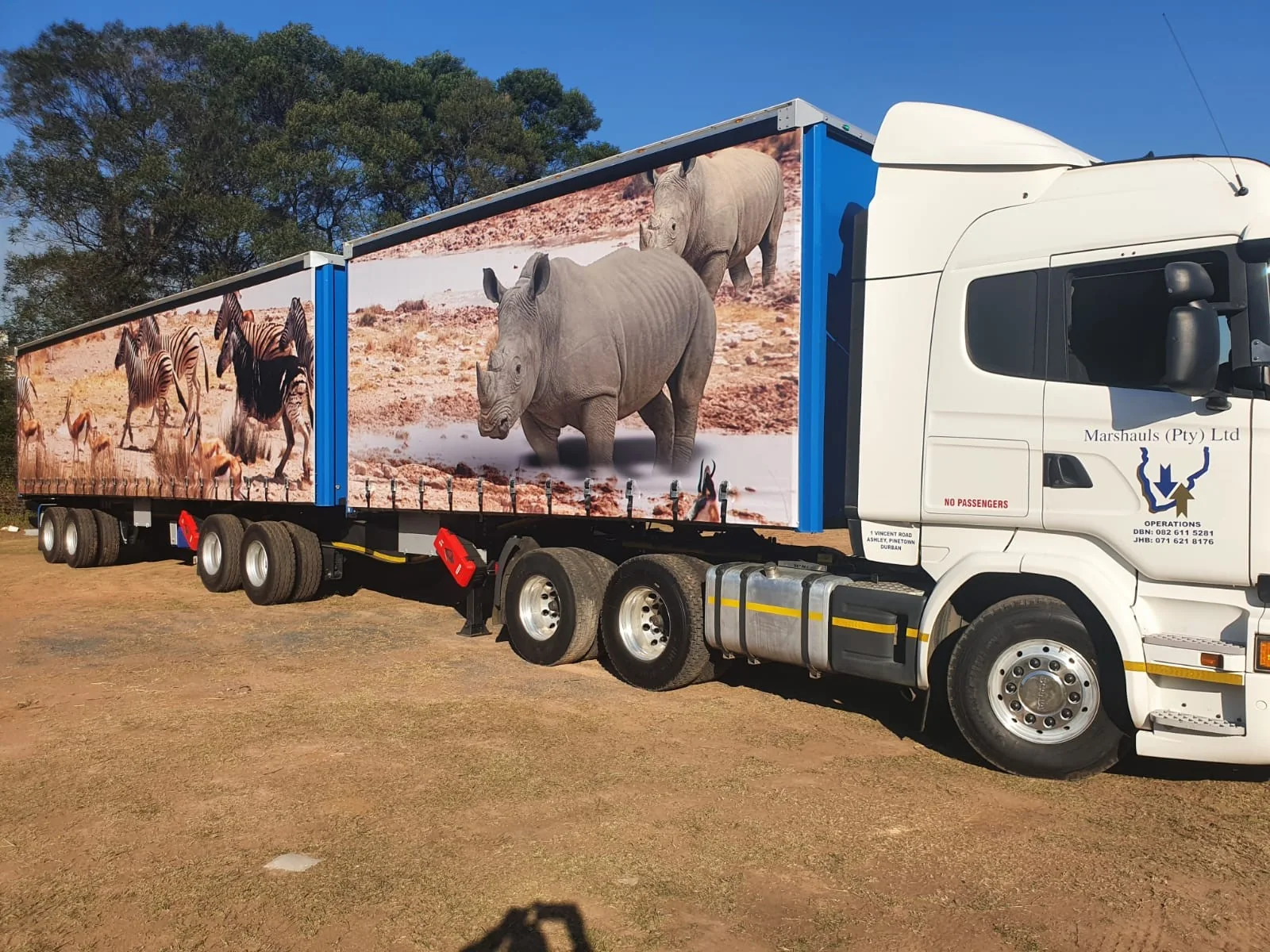 Marshauls Scania interlink in rhino and zebra curtain-side livery